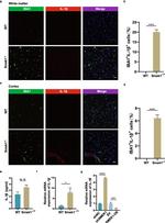 IL-1 beta (Pro-form) Antibody in Immunocytochemistry (ICC/IF)