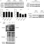 PARP1 Antibody in Western Blot (WB)