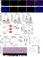 CD326 (EpCAM) Antibody in Flow Cytometry (Flow)