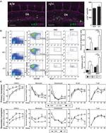 CD117 (c-Kit) Antibody in Flow Cytometry (Flow)