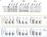 Vimentin Antibody in Western Blot (WB)