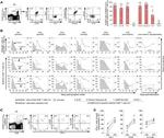 Perforin Antibody in Flow Cytometry (Flow)