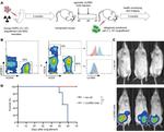 CD14 Antibody in Flow Cytometry (Flow)