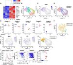 CD314 (NKG2D) Antibody in Flow Cytometry (Flow)