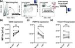 Tmem119 Antibody in Flow Cytometry (Flow)