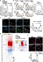 CD369 (Clec7a, Dectin-1) Antibody in Flow Cytometry (Flow)