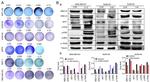 ERK1/ERK2 Antibody in Western Blot (WB)