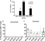 IFN gamma Antibody in ELISA (ELISA)