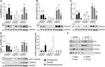 CaMKII beta Antibody in Western Blot (WB)