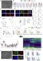 SOX2 Antibody in Immunocytochemistry (ICC/IF)