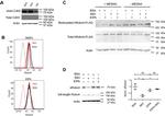 DYKDDDDK Tag Antibody in Western Blot (WB)