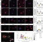 Phospho-Tau (Ser202, Thr205) Antibody in Immunohistochemistry (IHC)