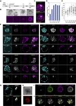 Gata-4 Antibody in Immunocytochemistry (ICC/IF)