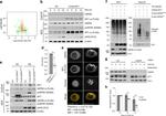 Cullin 1 Antibody in Western Blot (WB)