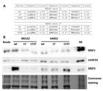 SRSF3 Antibody in Western Blot (WB)