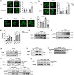 NEDD8 Antibody in Western Blot (WB)