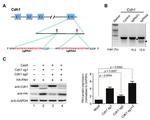 FZR1 Antibody in Western Blot (WB)