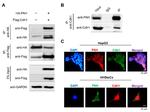 FZR1 Antibody in Western Blot, Immunocytochemistry, Immunoprecipitation (WB, ICC/IF, IP)