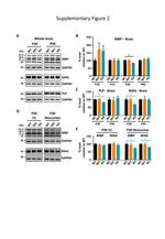 MAG Antibody in Western Blot (WB)