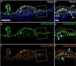 Connexin 43 Antibody in In Situ Hybridization (ISH)