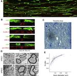 Claudin 11 Antibody in Immunocytochemistry (ICC/IF)