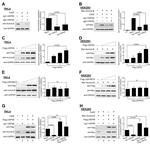 Aurora B Antibody in Western Blot (WB)