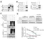 Aurora B Antibody in Western Blot (WB)