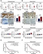 CKS1 Antibody in Immunohistochemistry (IHC)