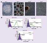 NG2 Antibody in Flow Cytometry (Flow)