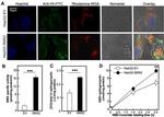 V5 Tag Antibody in Immunocytochemistry (ICC/IF)