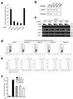 IgA Antibody in Flow Cytometry (Flow)