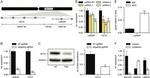 Oct-2 Antibody in Western Blot (WB)