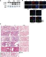 Phospho-JNK1/JNK2 (Thr183, Tyr185) Antibody in Immunohistochemistry (IHC)