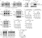 Phospho-Paxillin (Tyr31) Antibody in Western Blot (WB)