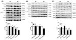 Phospho-Tau (Ser262) Antibody in Western Blot (WB)