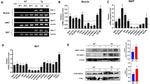 Phospho-IRS1 (Tyr612) Antibody in Western Blot (WB)