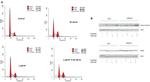 Aurora A Antibody in Western Blot (WB)