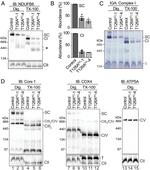 UQCRC1 Antibody in Western Blot (WB)