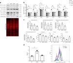 UQCRC1 Antibody in Western Blot (WB)