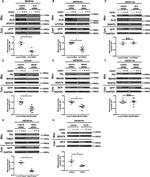 SDHA Antibody in Western Blot (WB)