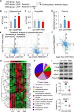 beta Tubulin Antibody in Western Blot (WB)