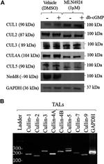 Cullin 5 Antibody in Western Blot (WB)