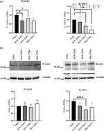 VCAM-1 (CD106) Antibody in Western Blot (WB)