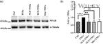 NFkB p50 Antibody in Western Blot (WB)