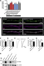 alpha Tubulin Antibody in Western Blot (WB)