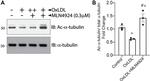 alpha Tubulin Antibody in Western Blot (WB)