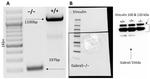 Vinculin Antibody in Western Blot (WB)