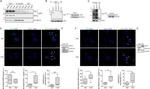 TAK1 Antibody in Western Blot, Immunoprecipitation (WB, IP)