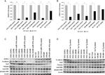 MMP16 Antibody in Western Blot (WB)