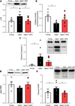 Alpha-Smooth Muscle Actin Antibody in Western Blot (WB)